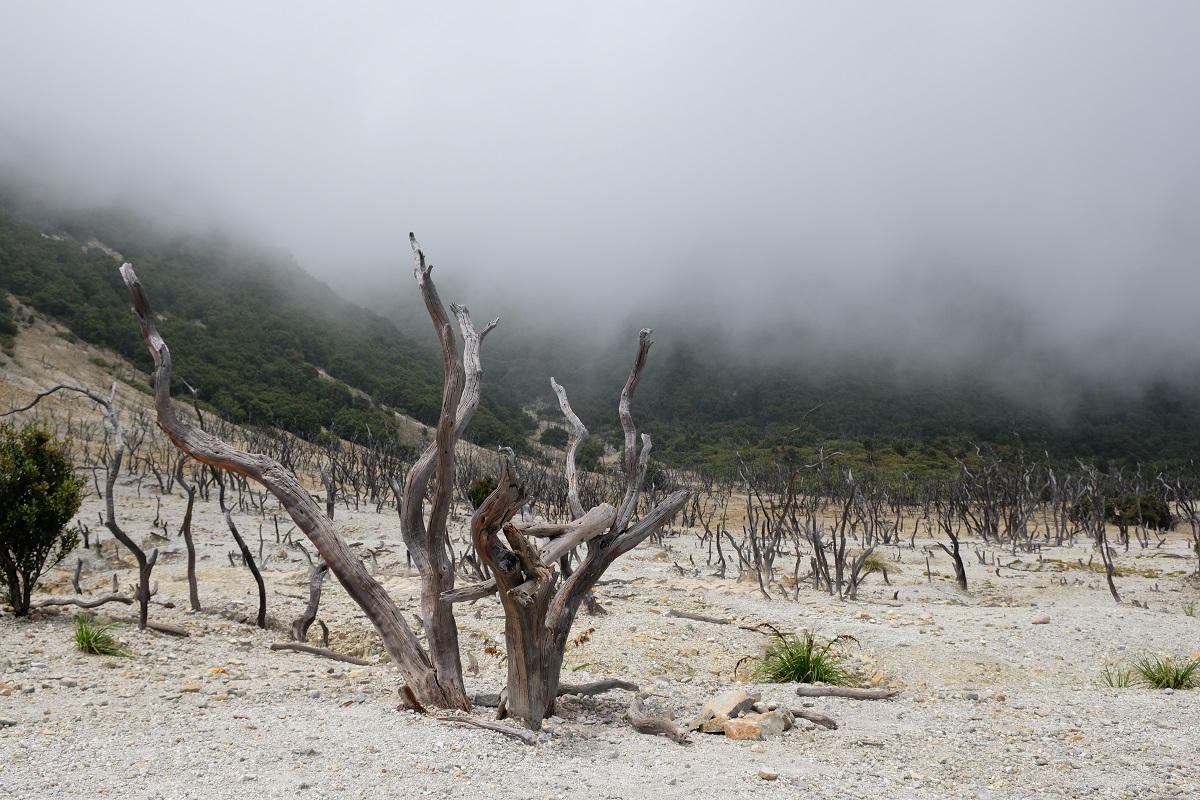 Hutan Mati di kawasan Gunung Papandayan, Garut