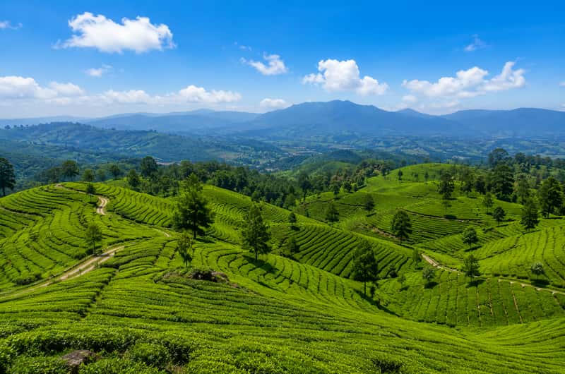 Hutan Mati di kawasan Gunung Papandayan, Garut