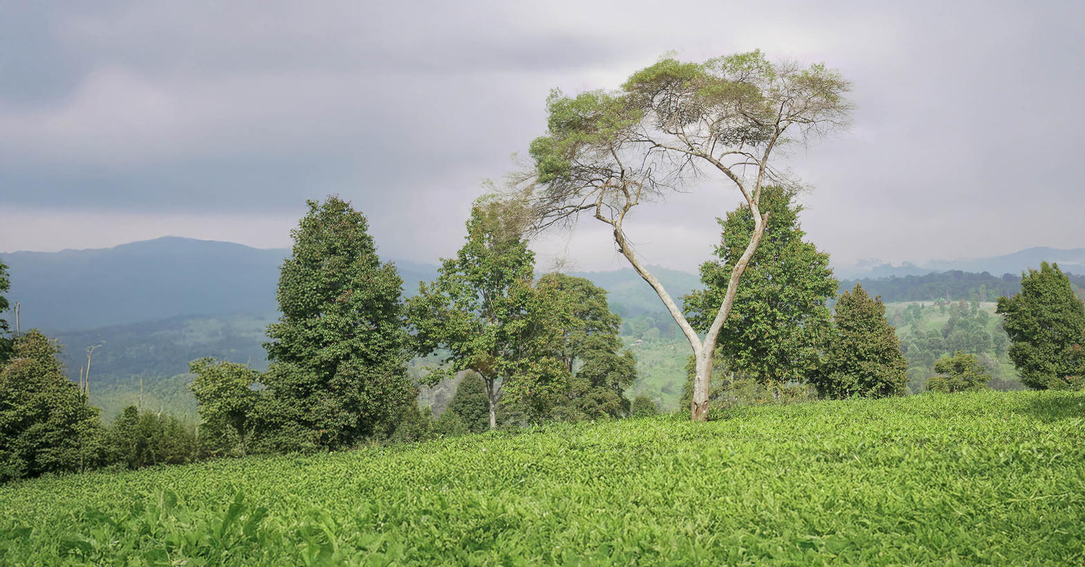 Hamparan kebun di pegunungan Jawa Barat